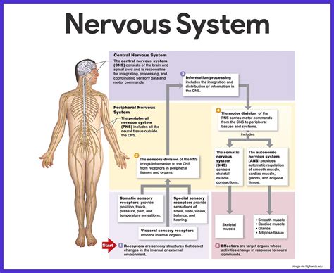 Nervous System Anatomy and Physiology - Nurseslabs