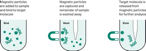 Magbeads 101: A guide to choosing and using magnetic beads | Cytiva