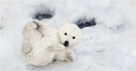 What’s a Baby Polar Bear Called & 4 More Amazing Facts! - AZ Animals