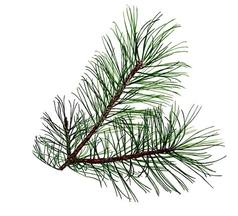 Free Pine Tree Branch Png, Download Free Pine Tree Branch Png png ...