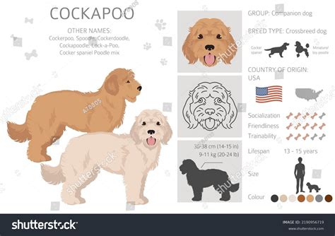 Cockapoo Mix Breed Clipart Different Poses Stock Vector (Royalty Free ...