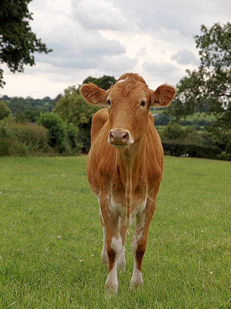 Guernsey Cattle Stock Photos, Pictures & Royalty-Free Images - iStock