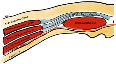 Abdominal Wall Anatomy Cross Section