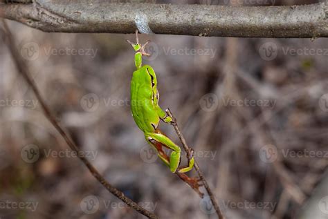 European tree frog reaching for a branch in natural habitat, small tree ...