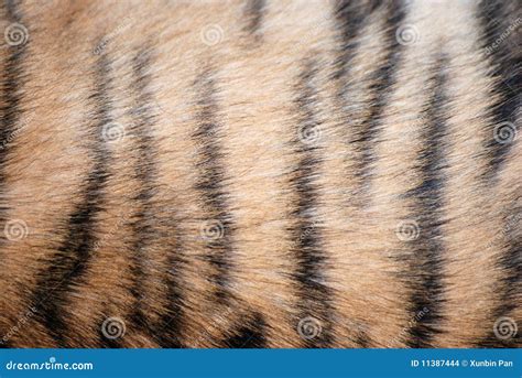 Tiger fur pattern stock photo. Image of animal, decorative - 11387444