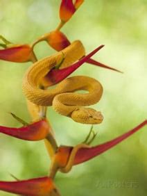 Eyelash Viper - Snake Facts