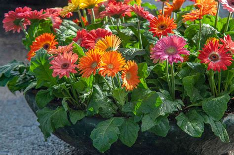 How To Grow Gerbera Daisy From Seed | Storables