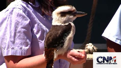 Laughing Kookaburra Does Bird Call in 1080P HD - YouTube