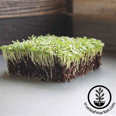 Broadleaf Batavia Endive Microgreens Seeds - Packet to Bulk Wholesale ...