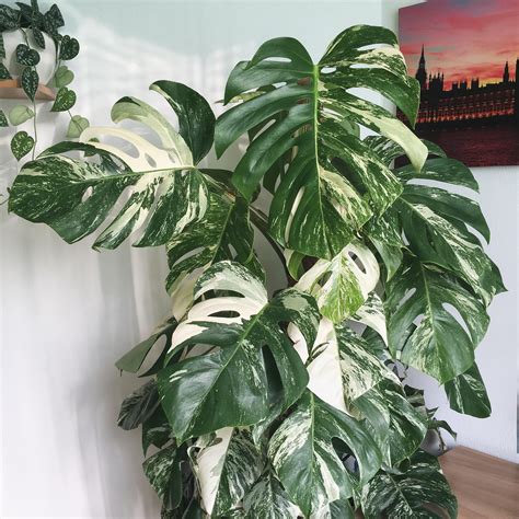 Variegated monstera | Variegated plants, Rare plants, Pretty plants