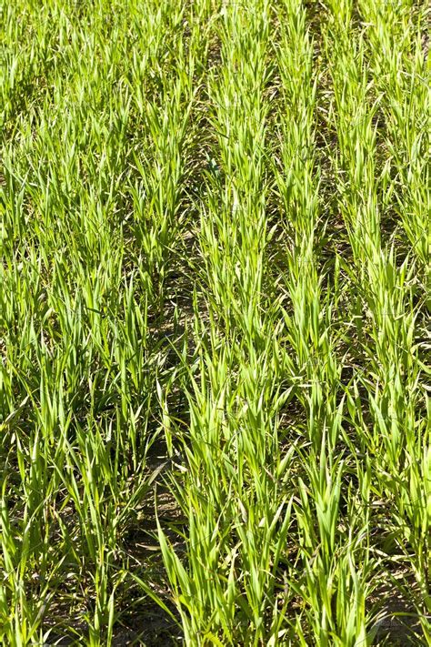 rows of wheat by rsooll on @creativemarket Agriculture Photos, Wheat ...