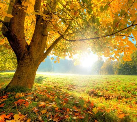 Download Stunning Autumnal Equinox Scenery Wallpaper | Wallpapers.com