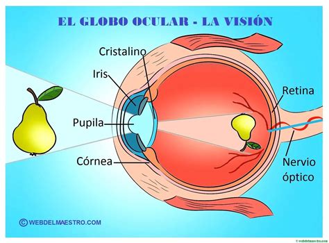 La vista- el ojo y sus partes -Cartel - Web del maestro