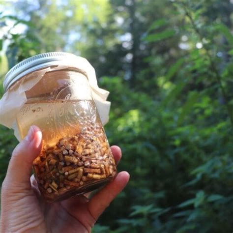 Stinging Nettle Root Tincture {Harvest, Make, And Use}