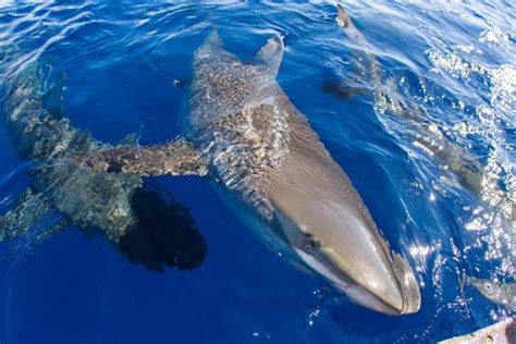 Interesting facts about Galapagos Sharks - That Adventure Life