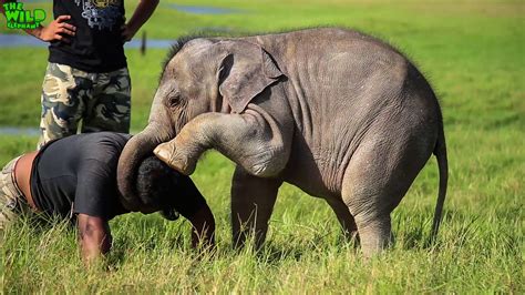 Adorable Baby Elephant playing around with Wildlife officers - Wild ...