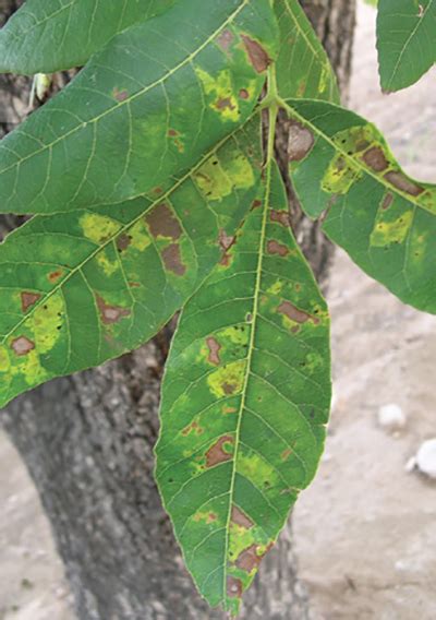 pecan tree leaves turning yellow - Halley Lovejoy