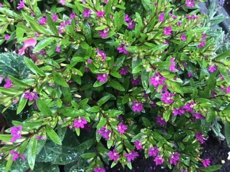 Cuphea hyssopifolia, Mexican Heather | Online Flower Garden