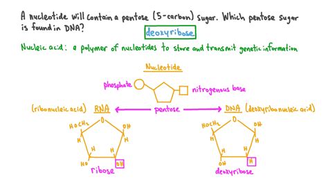 Pentose Sugar Structure