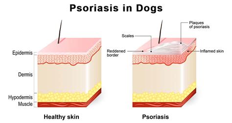 Dog Psoriasis: Symptoms, Causes, Treatment and Prevention