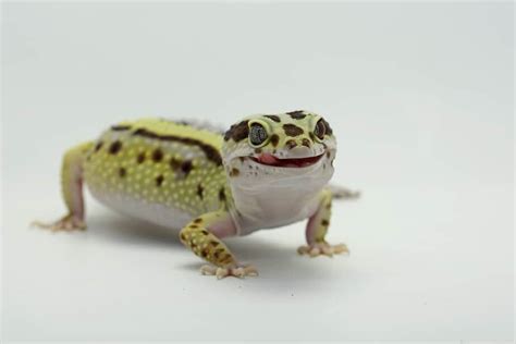 Metabolic Bone Disease in Leopard Geckos: Causes, Symptoms, and ...