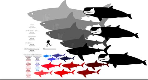 Otodus megalodon specimens and Leviathan melvillei size comparison. : r ...