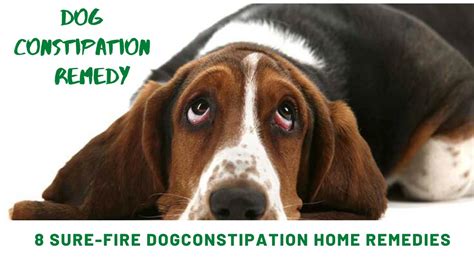 Dog constipation remedy | 8 Sure-Fire Dog Constipation Home Remedies ...