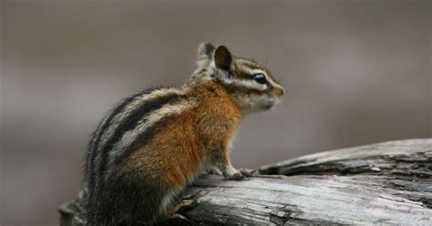 Lore: How Chipmunk got his stripes