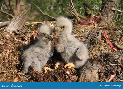 White-tailed eagle stock photo. Image of water, fight - 51127168