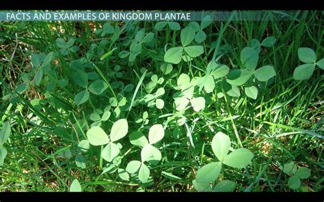 Kingdom Plantae | Definition, Characteristics & Classification - Lesson ...