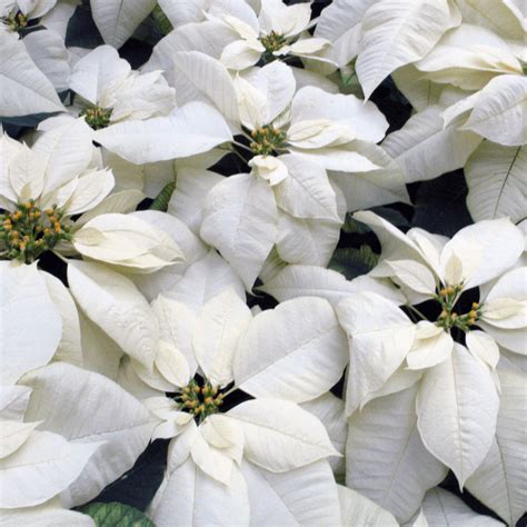 White Poinsettia - Flowers Talk Tivoli