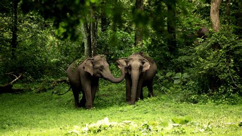 Wayanad Wildlife Sanctuary - an integral part of Nilgiri Biosphere ...