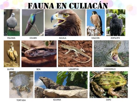 Fauna Del Estado De Sinaloa - prodesma