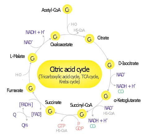 Citric Acid Cycle Diagram - slideshare