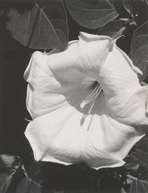 Georgia O’Keeffe’s Photographs, Seen Closely for the First Time