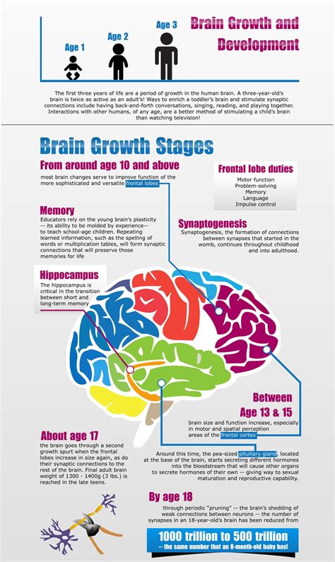 This shows us how brain develops over time. | Brain development ...