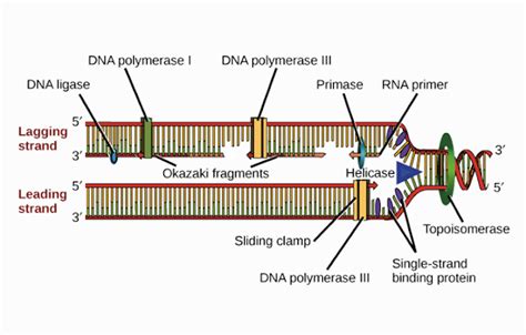 DNA : Definition, Structure, Function and Replication - Science Shape