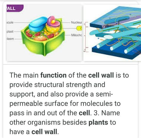 What are the functions of cell wall in plant cells? - Brainly.in