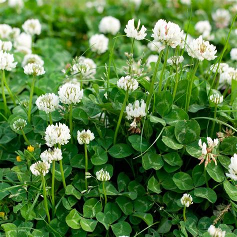 Why You Should Consider Planting a Clover Lawn | Family Handyman