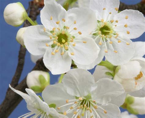 wahrscheinlich Begleiten Änderungen von cherry plum bachblüten wirkung ...