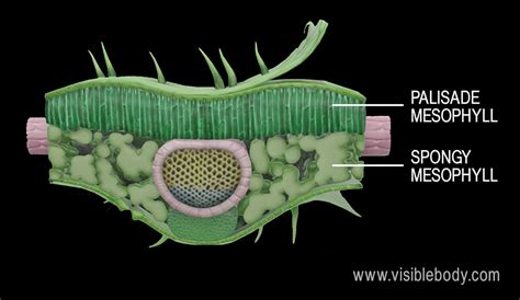 Leaf Structures Involved in Photosynthesis