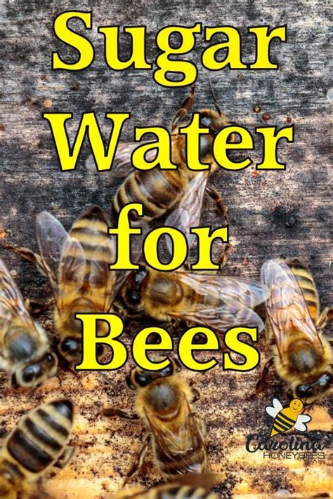 Feeding Bees Sugar Water- A Complete Guide - Carolina Honeybees ...