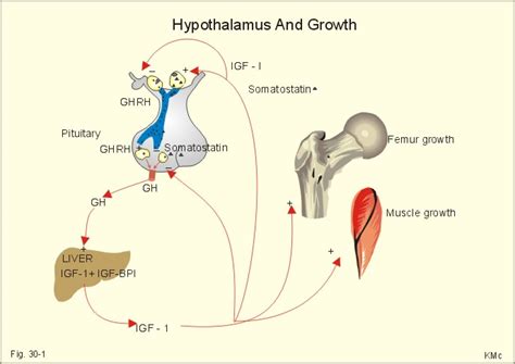 Growth hormone-releasing hormone; Growth Hormone-Releasing Factor ...