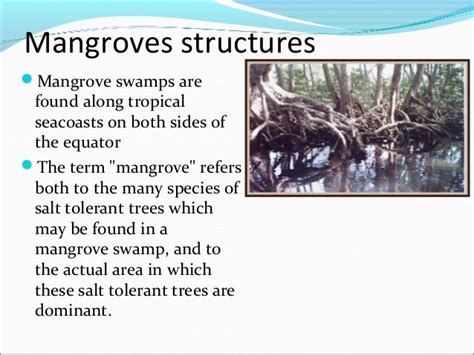 Mangroves and coral reefs