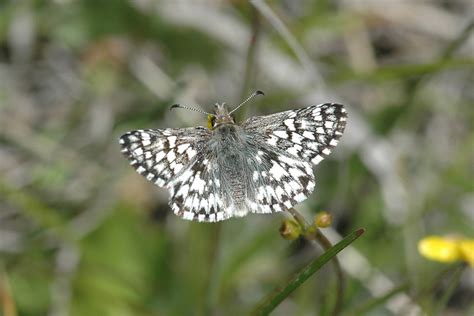 Pyrgus ruralis lagunae - Alchetron, The Free Social Encyclopedia