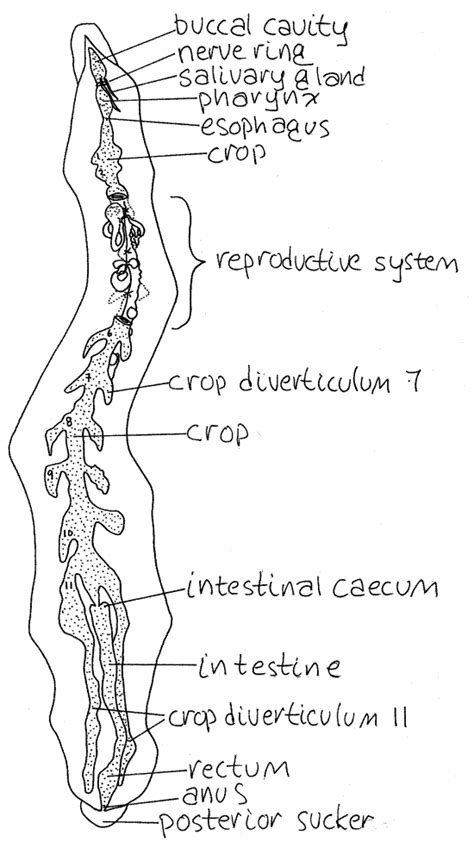 Hirudinea Leech Anatomy