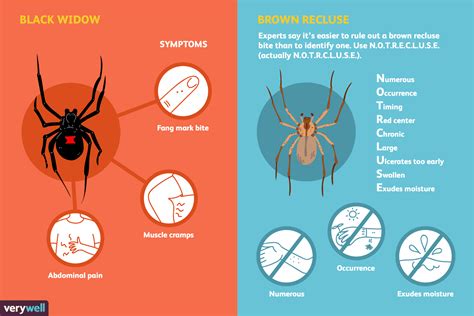 Wolf Spider Bite Stages