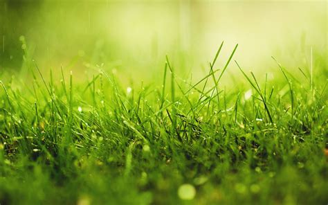 HD Grass Wallpapers | Download Free - 822762