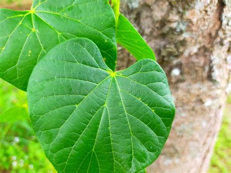 The Leaves of the Brotowali Medicinal Plant Which Usually Propagates on ...