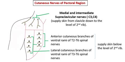 Pectoral Region – Anatomy QA